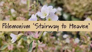 Polemonium 'Stairway to Heaven' at Prides Corner Farms