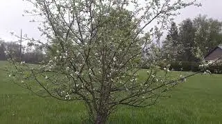 Red Delicious Apple May 28, 2023