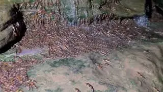 Rare catfish species filmed climbing waterfalls