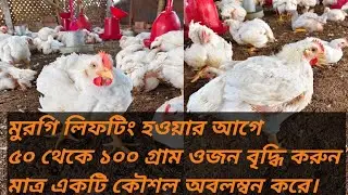 মুরগি বিক্রির পূর্বে বয়লার মুরগির ওজন বৃদ্ধির কৌশল। How to make boiler chicks grow faster.#chicken 