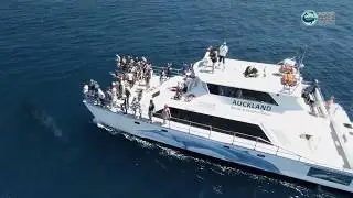 World-class wildlife on Auckland's doorstep (short) | Auckland Whale & Dolphin Safari