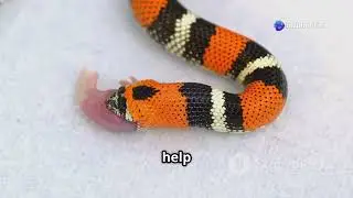 Spotting the Snakes and Spiders: Venomous or Not?