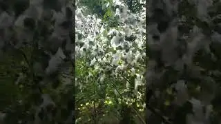 лес как невеста в пуху ! природа! Кешка! poplar fluff  and Parrot
