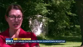 8-year-old boy helps rescue 10 ducklings trapped on roof downtown
