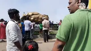 Kodaikkanal part3||Moir point #JDSDiary #Kodaikkanal #Moirpoint #travelvlog#nature