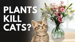 10 Toxic Plants For Cats | Avoid These Common Houseplants | Keep Your Cat Safe