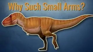 Why Did T.rex Have Small Arms?