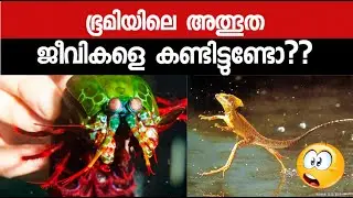 അമ്പോ അമാനുഷിക കഴിവുകൾ ഉള്ള ജീവികൾ 😱😱 | MALAYALAM FACTS | AF INFO SHOW