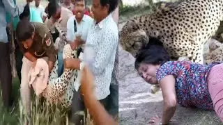 Alert🚨Cheetah Attack Girl Indian Village😱 Wild Leopard Attack On Human | Tiger Attack Story Village