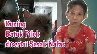 KUCING BATUK, PILEK DISERTAI SESAK NAFAS @fiefiejo