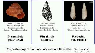 Mięczaki, rząd Trzonkooczne, rodzina Krążałkowate, część 2 poczwar&oacute;wka szklarka pomr&oacute;w pagoda