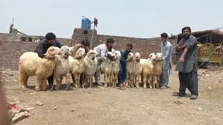 110 ka jora Mundra chatra kaka gulabi M Nawaz goat farming | bakra mandi gujranwala