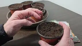 My Experience Growing Long Day Onion Seeds from Sow Right Seeds