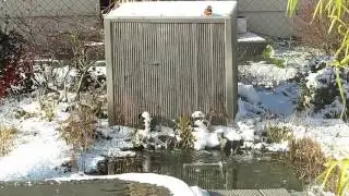 Eisvogel im Gartenteich