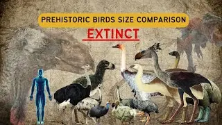 extinct birds size comparison in 2024 | Birds | Comparison | trevor henderson