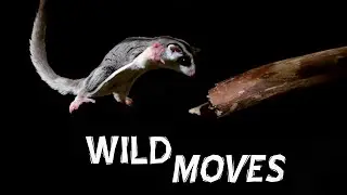 Sugar Glider in Slow Motion | Slow Motion Wild Animals | Love Nature