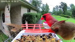 One day my Perchme smart bird feeder captured a loving cardinal couple.😮😮😮