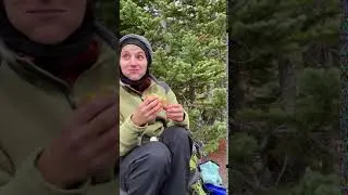 Camp Robbers in action