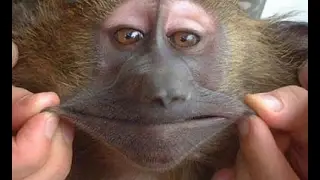 Monyet cerdas !!!!!