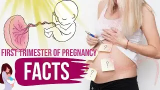 Embark on the Magical Ride!! First Trimester of Pregnancy!! Facts!