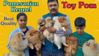 Pomeranian Kennel In Belur Howrah || White Toy Pomeranian || Original Pomeranian || Toy Pom Puppies😍
