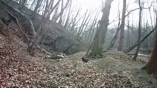 Run, tiger, run)