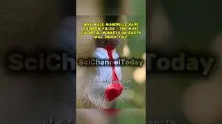 Why Male Mandrills Have Rainbow Faces - The Most Colorful Monkeys on Earth Will Shock You!
