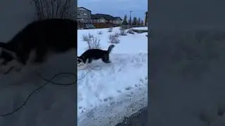 Husky playing in snow! Playtime #funnyshorts #allthingshusky #dogbreed #huskiesy #huskylife #puppy