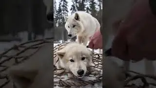 Mother Snow Wolf Saves Her Cubs with the Help of an Old Guy! #animals #rescueanimals #humanity