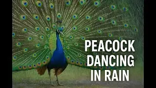 Mesmerizing Peacock Dance in Rain 🌧️🦚 | Nature&rsquo;s Beauty in Motion