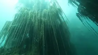 Подводный лес в озере Каинды