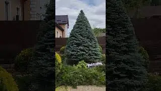 Стрижка ели