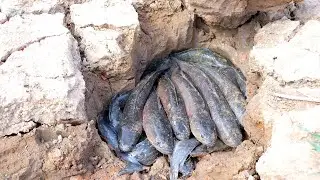 2020 Dry Season Catch N Giant Many Fish in Underground Hole Best Hand Fishing