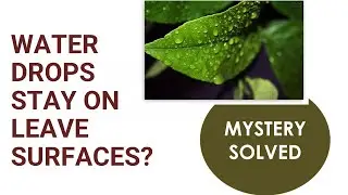 Why does water drops stay on the surfaces of leaves? | Cohesion and Adhesion
