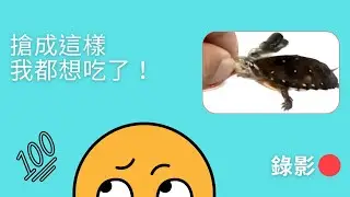 我家地理頻道-烏龜拔河 星點龜 Spotted turtle
