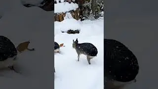 Happiness is watching Poa and Briza, our Patagonian mara siblings, explore the snow!