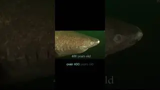 Неужели этой акуле действительно 400 лет?!