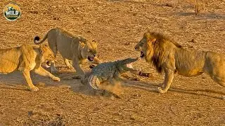 African Savanna: Apex Predators Hunt & Survive