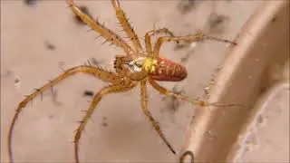Metellina spp Tetragnathidae spider watches over Common Candy-striped Enoplognatha ovata spiderlings