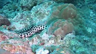 Hungry Snake Eel traps an Octopus