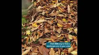 Need Help With Yard Cleanup We Can Help