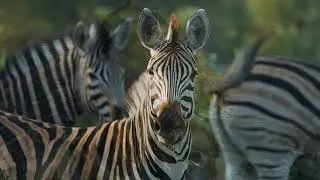 Ultimate Africa Travel Guide 2025: Best Places to Visit in Africa