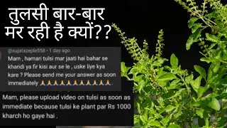 Friend request video on tulsi plant care #holy basil #tulsi #care #information