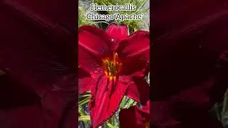 Hemerocallis &lsquo;Chicago Apache&rsquo; #hemerocallis #daylilies #daylily #fleurs #perennial #plants #flowers
