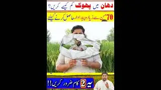 Rice Farming #apnakisanpakistan #rice #ricecultivation #shortfeed #shorts #shortsviral