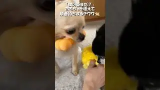 「僕の番まだ？」おもちゃを咥えて順番待ちするチワワ🐕【うちのわんこ】 #shorts #うちのわんこ #チワワ