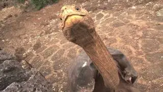 Visiting the Charles Darwin Research Station in Gal&aacute;pagos
