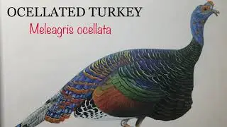 OCELLATED TURKEY (Meleagris Ocellata) Bird Song
