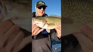 Мюррейский окунь на приманку! 🎣 #Шорты