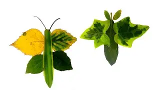 Easy Butterflies made from leaves